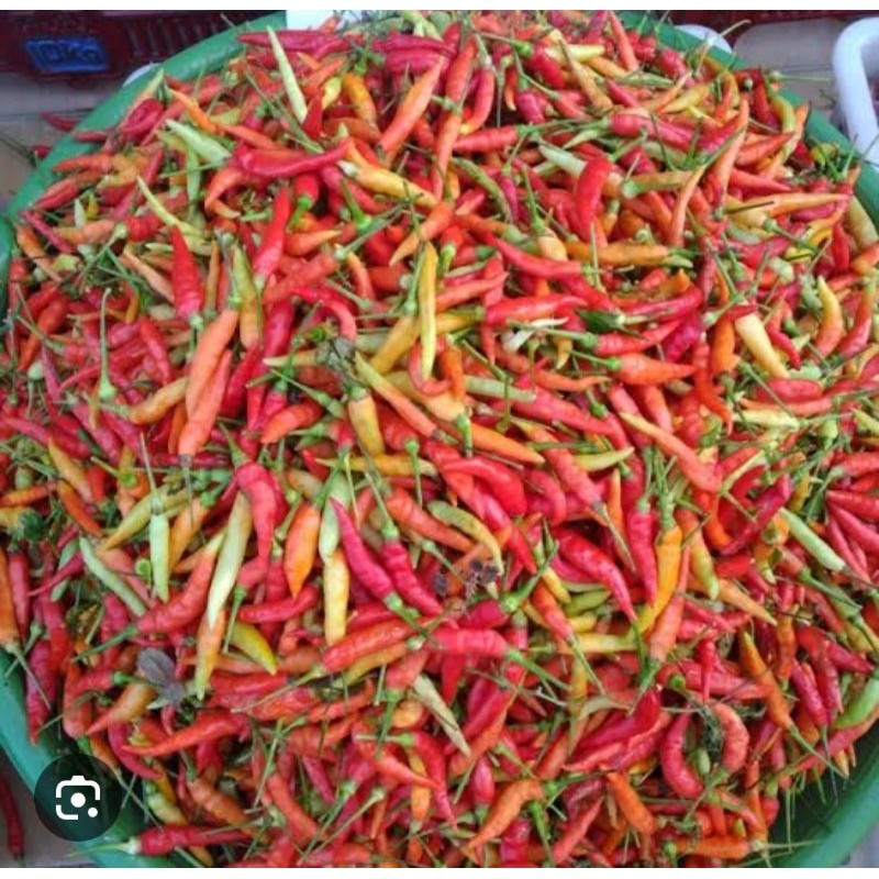 CABE CAPLAK/ CABE SETAN/ CABE GEPREK