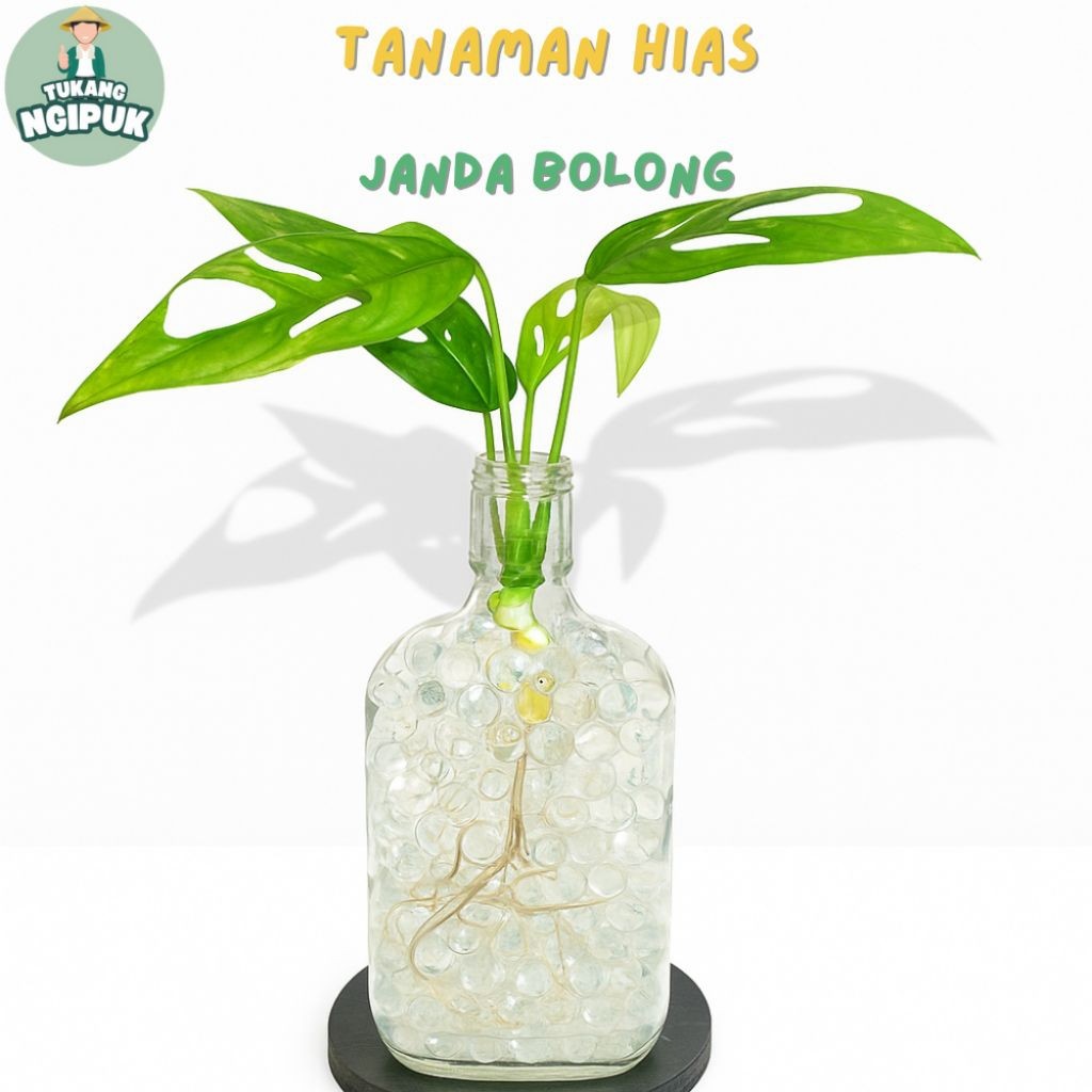 ( BISA COD ) Tanaman Hias Air Hidup Cantik Plus Vas Bunga Botol Estetik