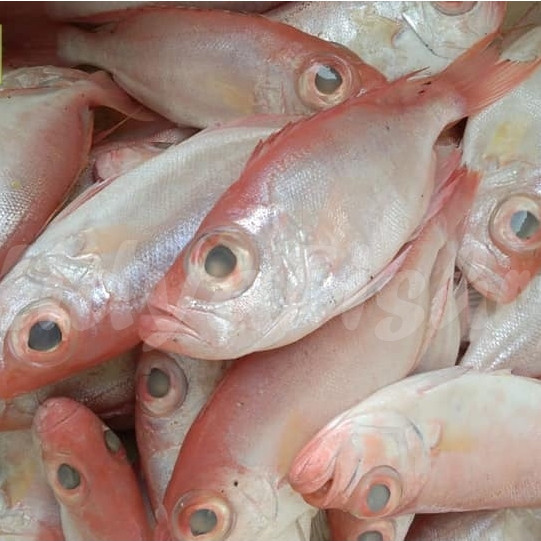 

IKan Segar 1Kg Ikan Raja Ganteng Segar Ikan Raja Ganteng Utuh