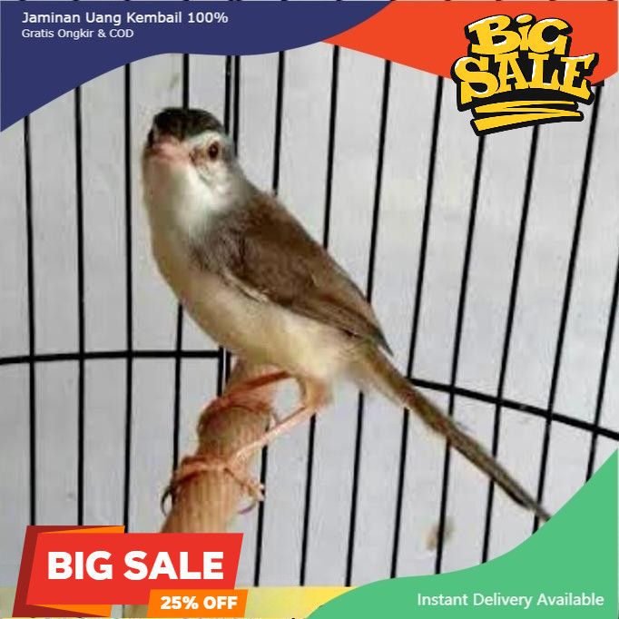 Burung ciblek sawah gacor jadi ciwah masteran handal