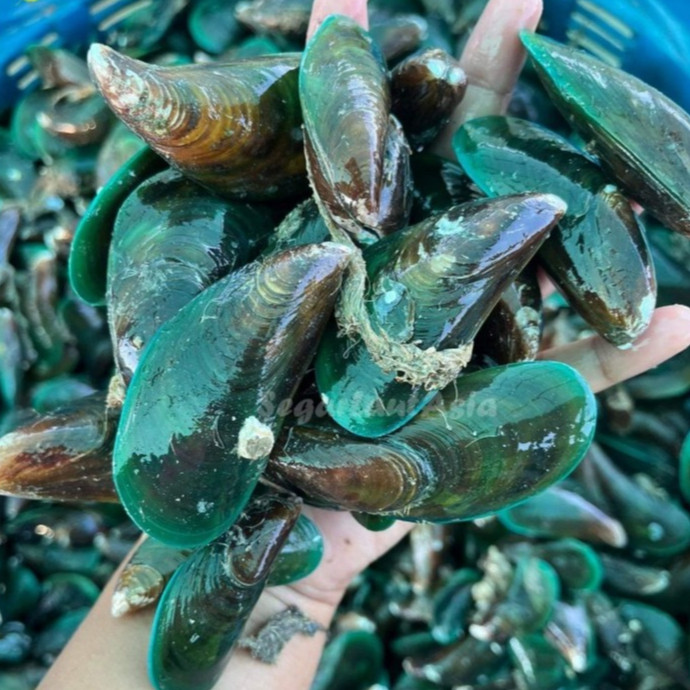 

KERANG HIJAU FRESH & FROZEN BERSIH & ENAK