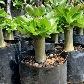 (ptr-flora) Adenium- kamboja jepang bahan LC Arabicum, Thaisoco, Rcn, GC, KHZ,dll