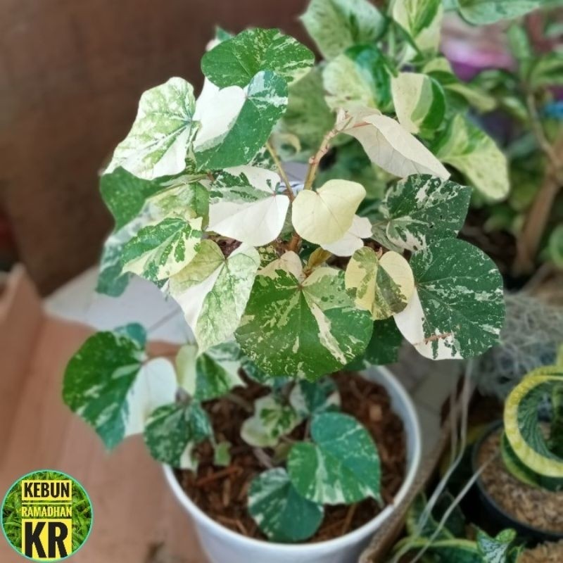 Tanaman HiasPohon Waru Varigata Memiliki Warna Daun Tiga Warna Cocok Untuk Hiasan Taman Rumah