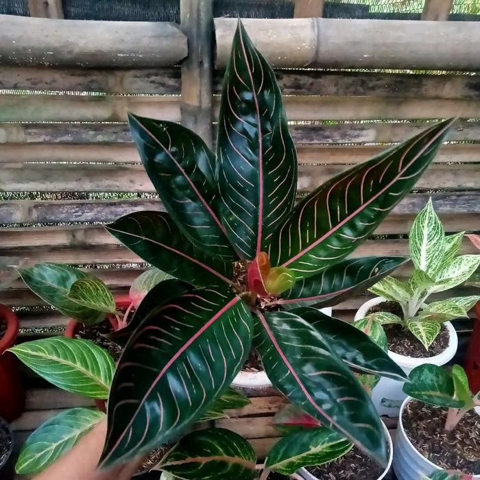 Tanaman Hias Aglonema Black Pride of Sumatera - Black POS