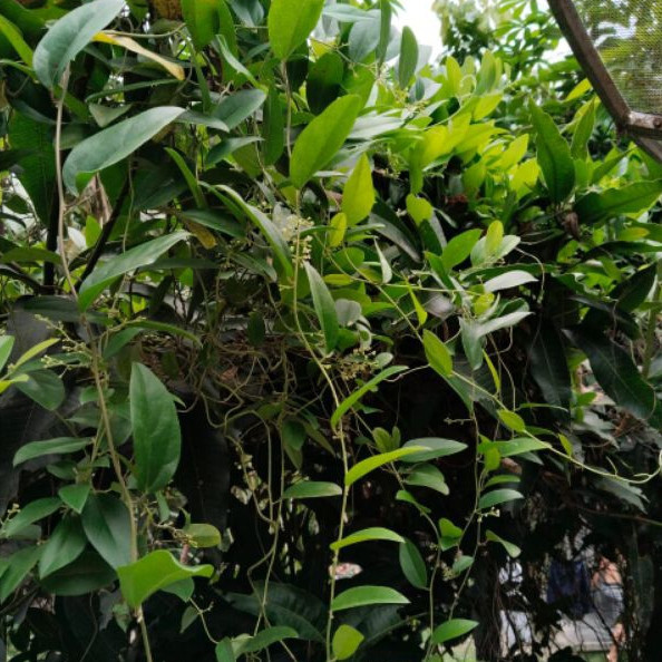 

Daun Cincau Hijau Rambat 250gr – Segar, Organik, Siap Olah Jadi Jelly Sehat