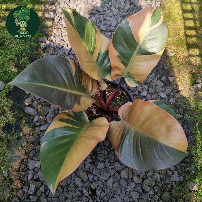 philodendron black cardinal variegata