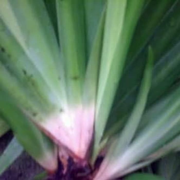 Dlingo/panglai/bangle