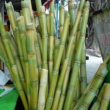 

tebu kuning/tanaman obat/tanaman vitamin/isi 10