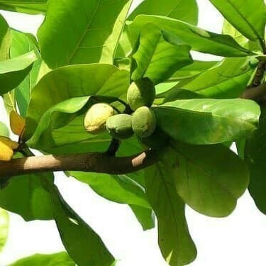 

Ready stok New daun ketapang segar 1kg COD