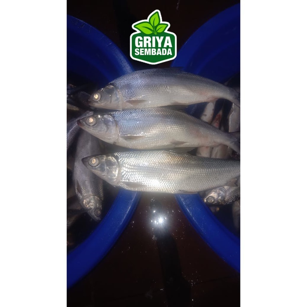 

Ikan Bandeng Segar Griya Sembada