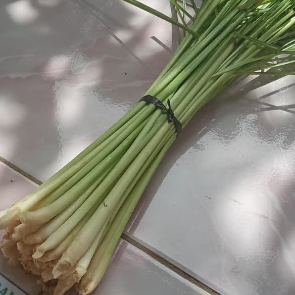 

Sereh hijau - sereh masak - serai masak 500 gram B.L.K