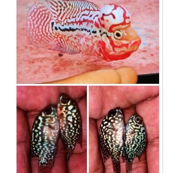 Promo Terbaru Burayak Louhan Jenong Thailand F2 RedKamfa 3-4 cm