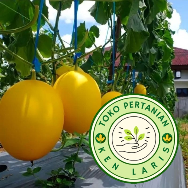 150+ BENIH MELON KINANTI SUPERAN BIBIT UNGGUL READY