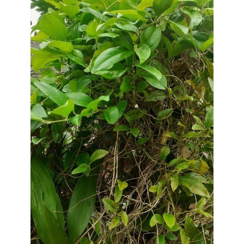 

Promo Daun cingcau rambat sgar organic 250 gr makasi