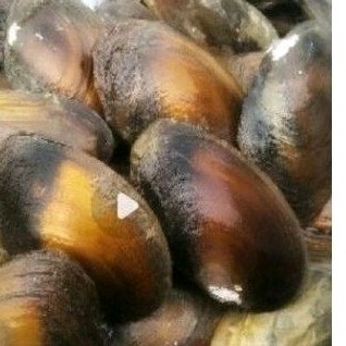 Rmis kali 'kijing air hidup 500 gr'