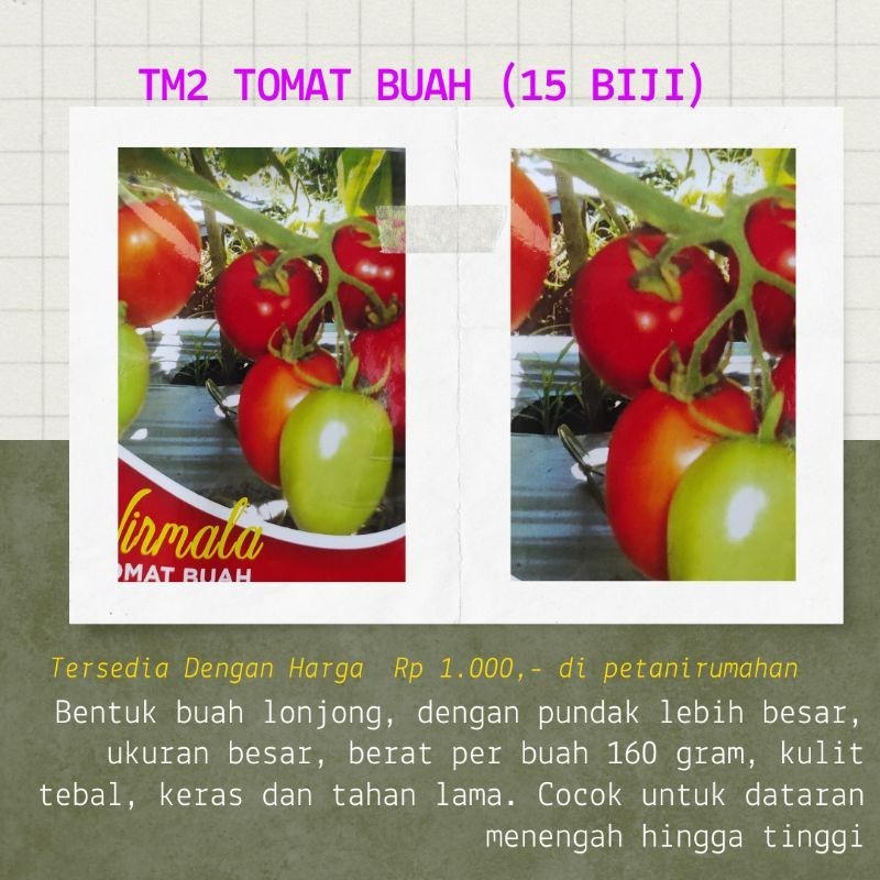 BIJI BENIH BIBIT TOMAT BUAH BESAR