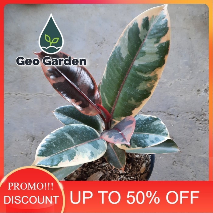 ficus elastica ruby varigata tanaman hias karet kebo ruby