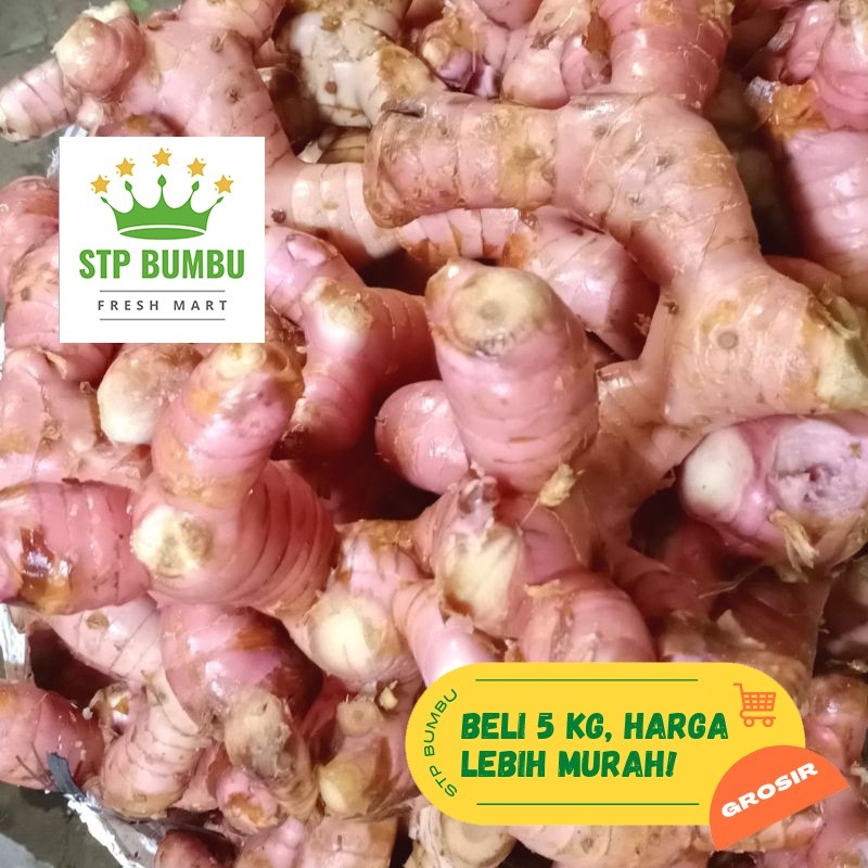 

Lengkuas Muda Merah Segar Super Besar 1 kg / Laos 1 kg