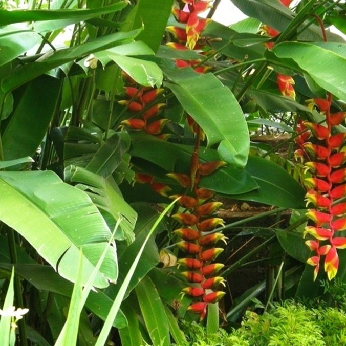Tanaman hias pisang bali - pisang betet - pisang pisangan heliconia