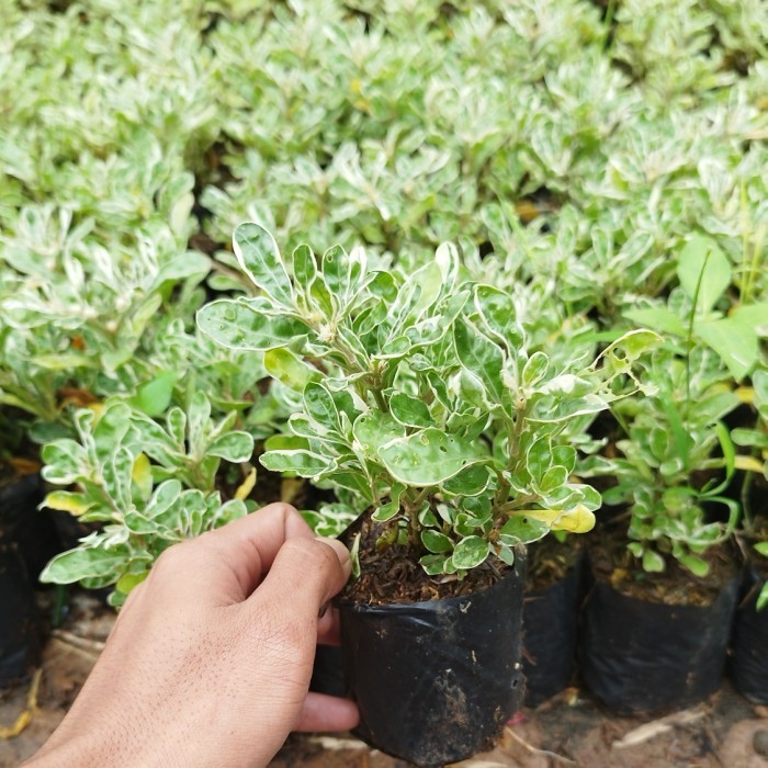 tanaman hias krokot putih - krokot kriminil putih