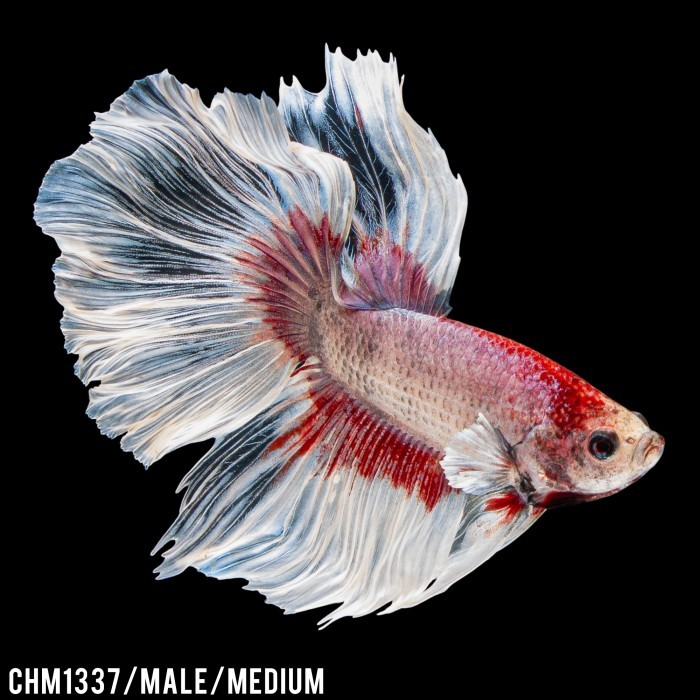 Cupang Hias Halfmoon Red Mix White / Betta Fish Halfmoon Male