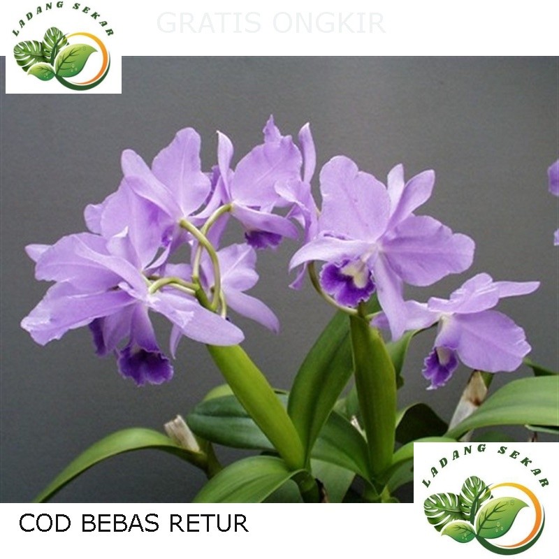 Anggrek Cattleya Portia FREE Kayu Dan Gantunganu | Catleya Bunga Cantik | Anggrek Dewasa Siap Bunga