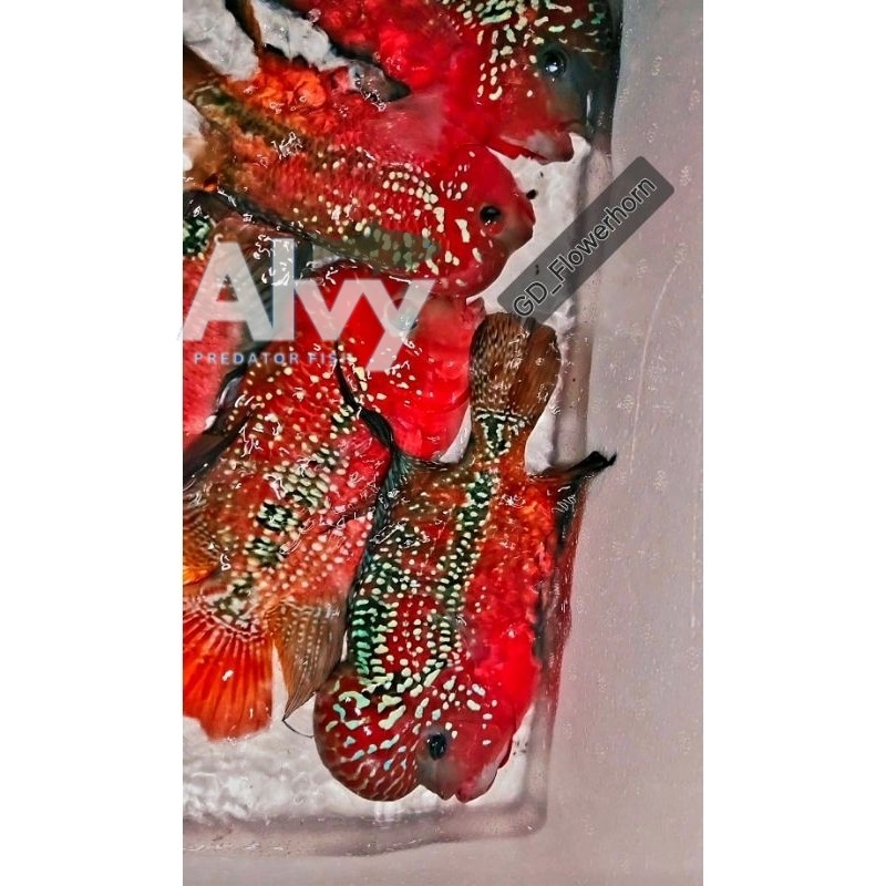 hiyasan aquarium Burayak Female SRD Thailand berkualitas