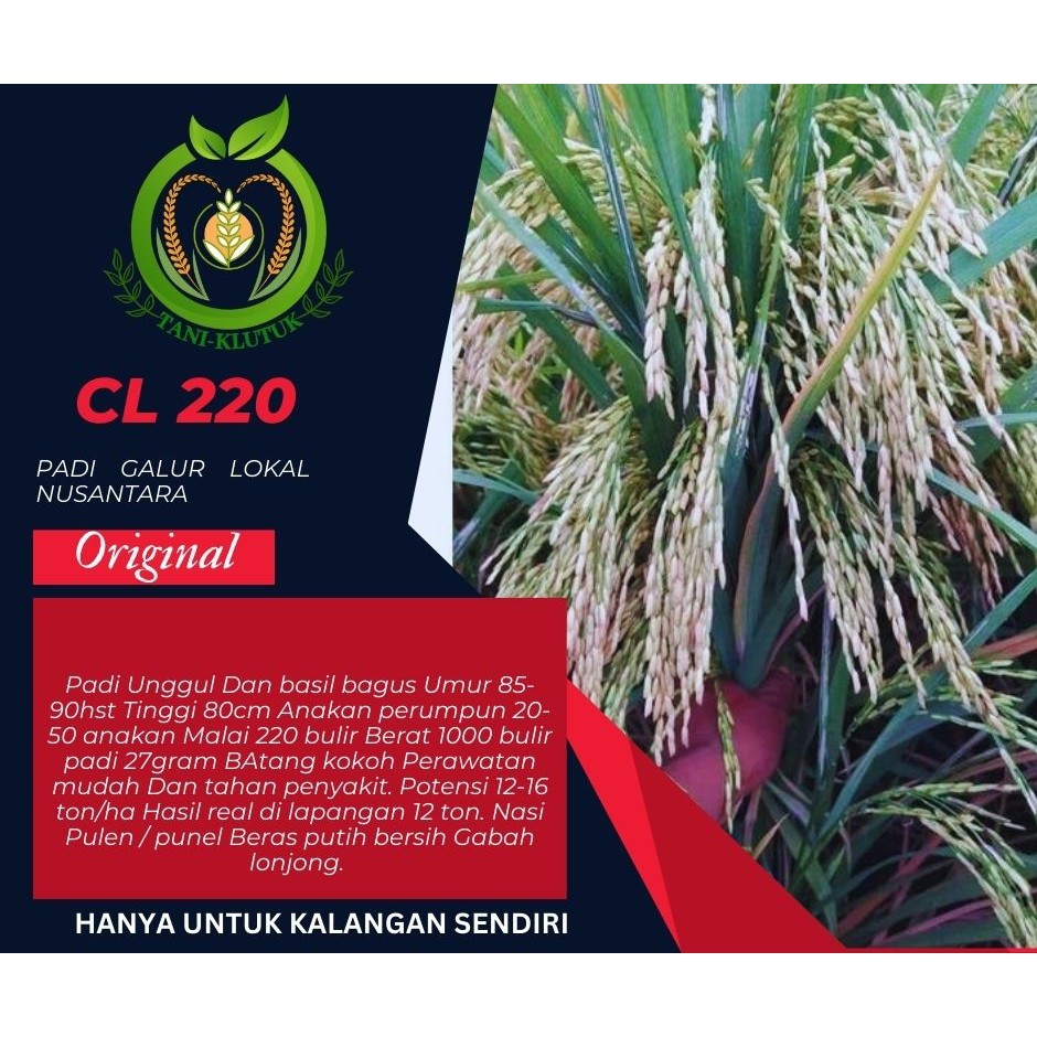 BIBIT/ Benih Padi Cl 220 5kg ORIGINAL PRODUK