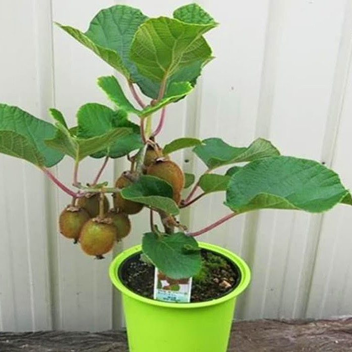Benih Bibit Buah Kiwi Manis Hijau Unggul Tanaman STRAWBERRY Bawang Merah Mossrose Bunga Cabe Tomat
