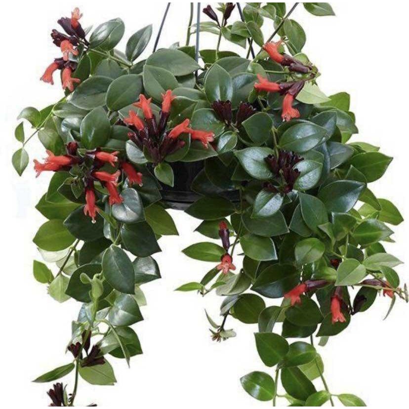 TANAMAN HIAS BUNGA RAMBAT LIPSTIK MACAM MACAM