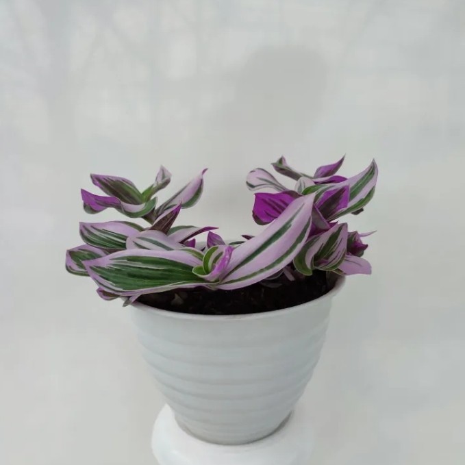 Tanan tradescantia tricolor