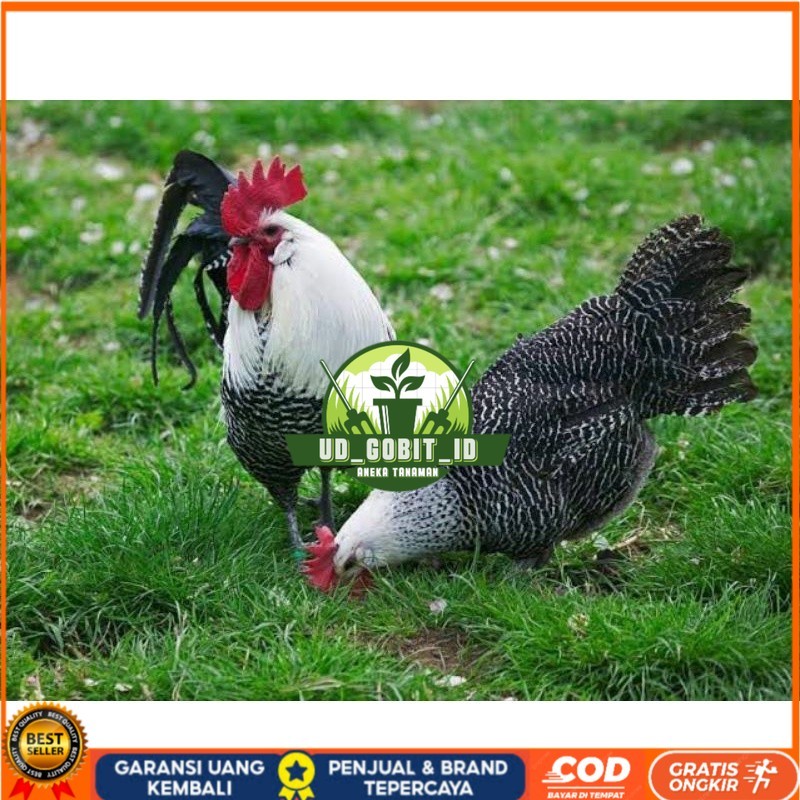 

TELUR AYAM ARAB PETELUR SUPER UNTUK DI TETASKAN UD_GOBIT_ID