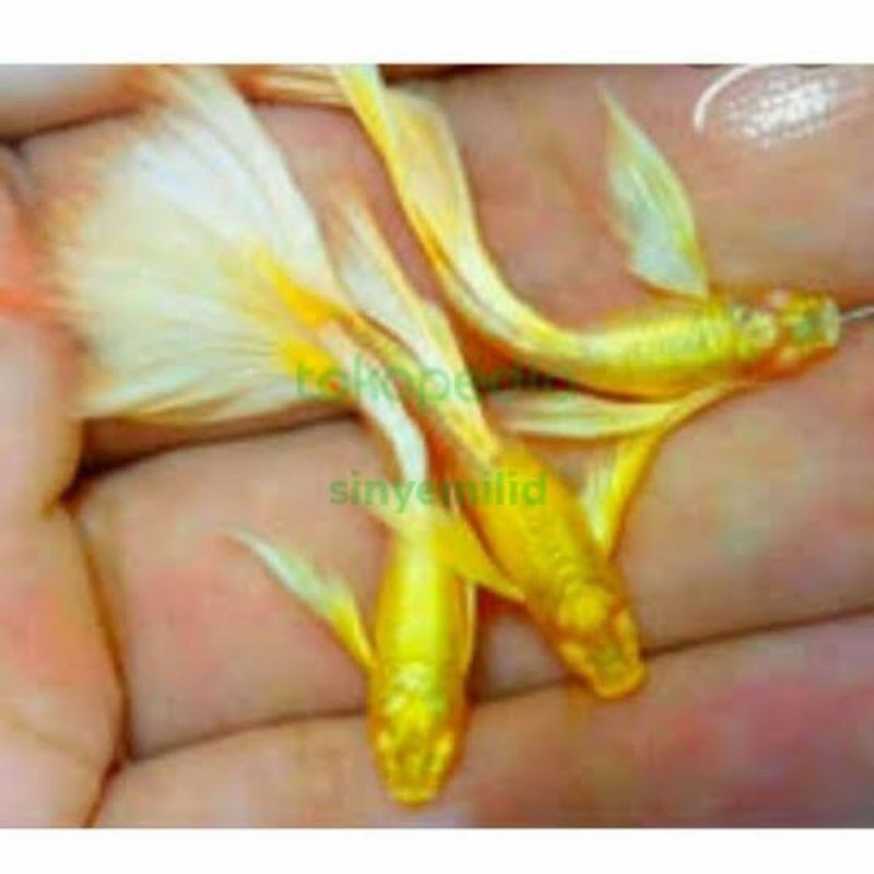 

stiker anomali likann Guppy albinooful gold sepasang