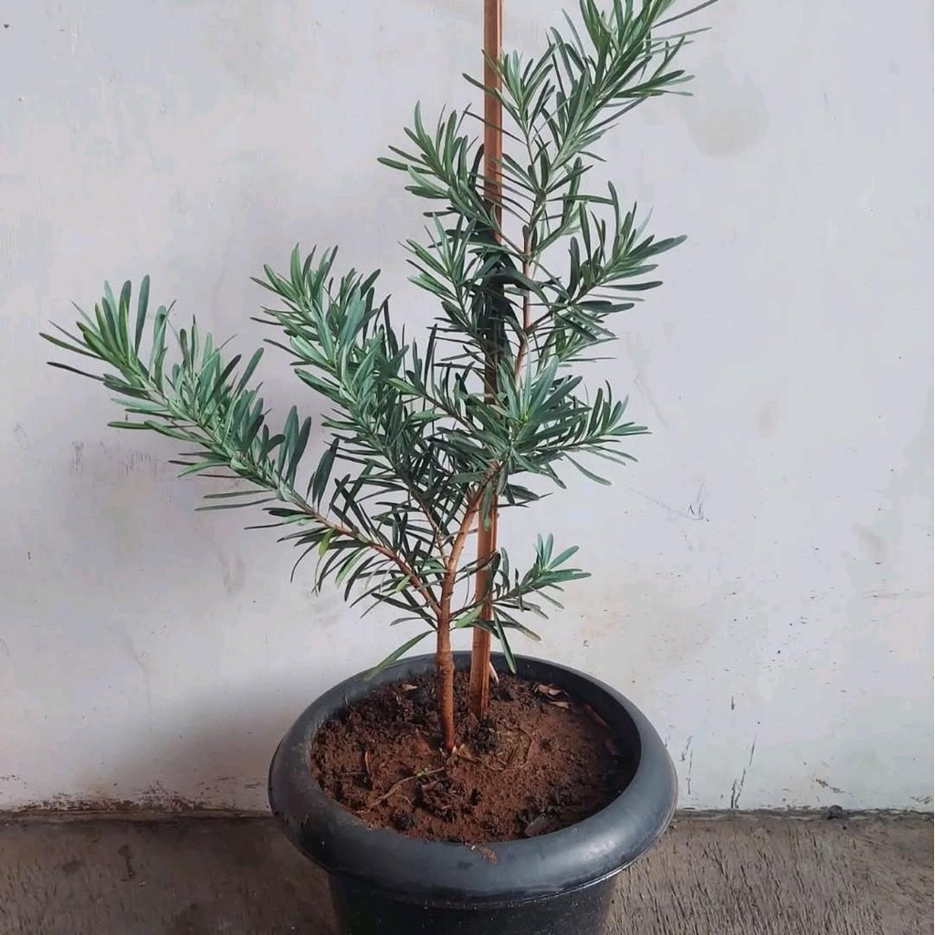 Bibit Pohon Lohansung Blue Ice - Bibit Terbaik Pohon Lohansung Silver