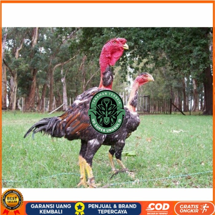 

telur ayam petarung saigon siap ditetaskan - ayam saigon UD_SUPER_UNGGUL_ID