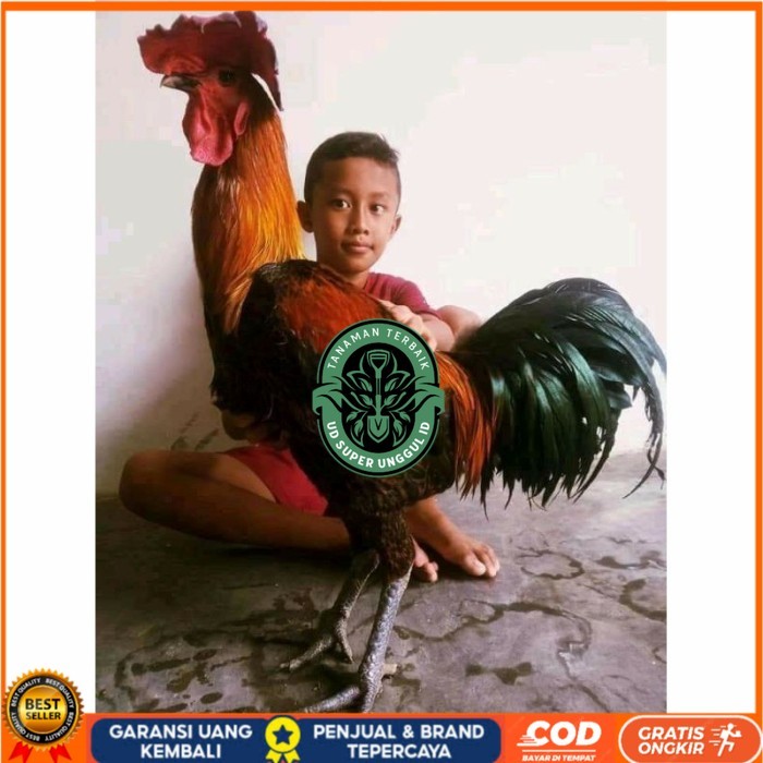 

Telur ayam pelung aduan super jumbo fertil asli siap ditetaskan - ayam pelung UD_SUPER_UNGGUL_ID