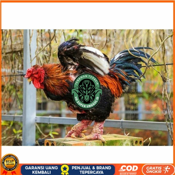 

Telur ayam hias dong tao fertil asli siap ditetaskan - ayam dong tao UD_SUPER_UNGGUL_ID