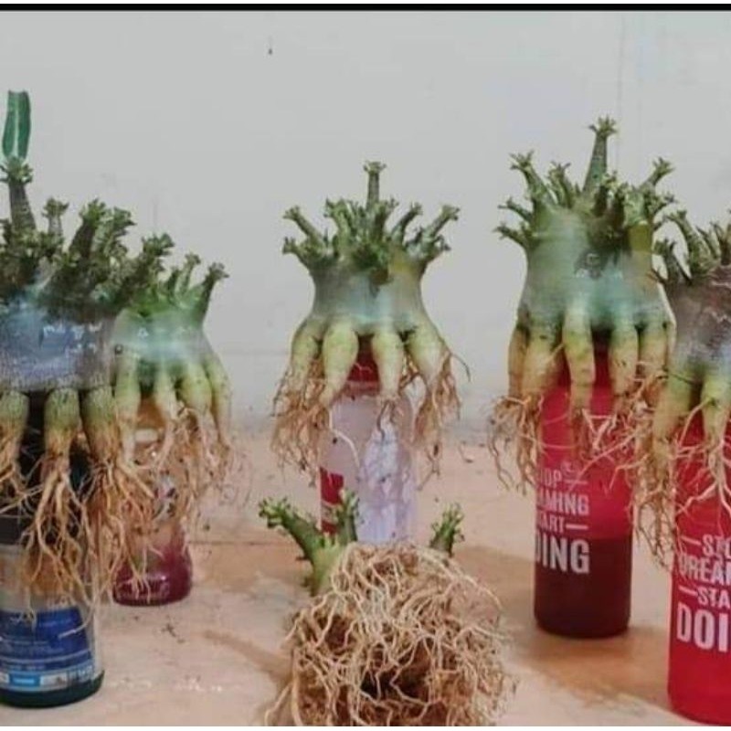 WOW adenium arabicum hybrid