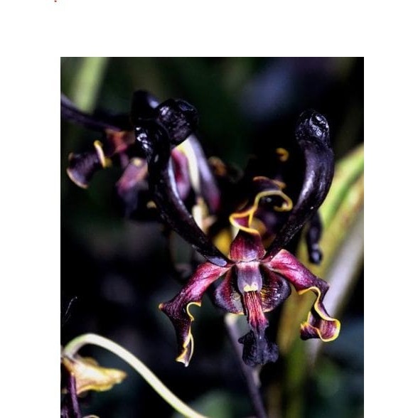 Anggrek Dendrobium Black Spider X Besi Remaja