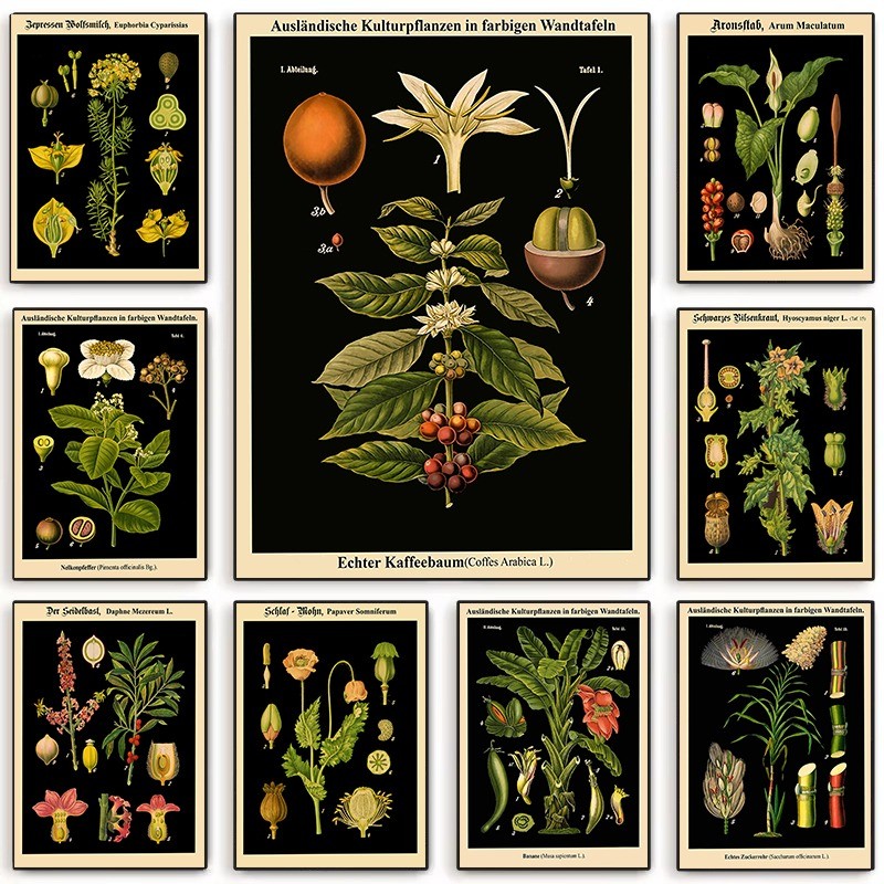 

Vintage Botanical Wall Art German Educational Plant Chart Print Retro Classroom Decor Scientific Illustration Poster for School