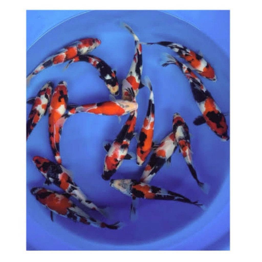 Hiasan  koi Showa 20cm - Koi Blitar 1 ekor