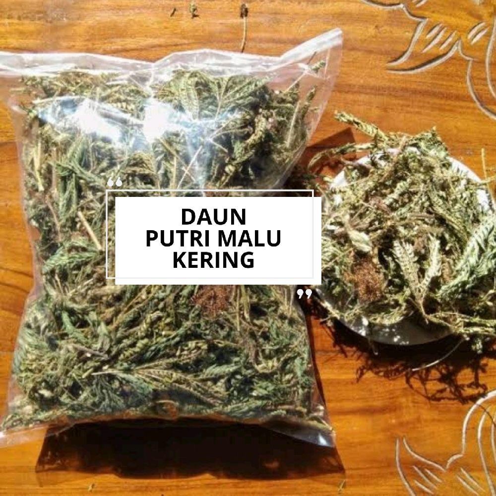 

Daun Putri Malu Kering 500 Gram Asli Alami Herbal