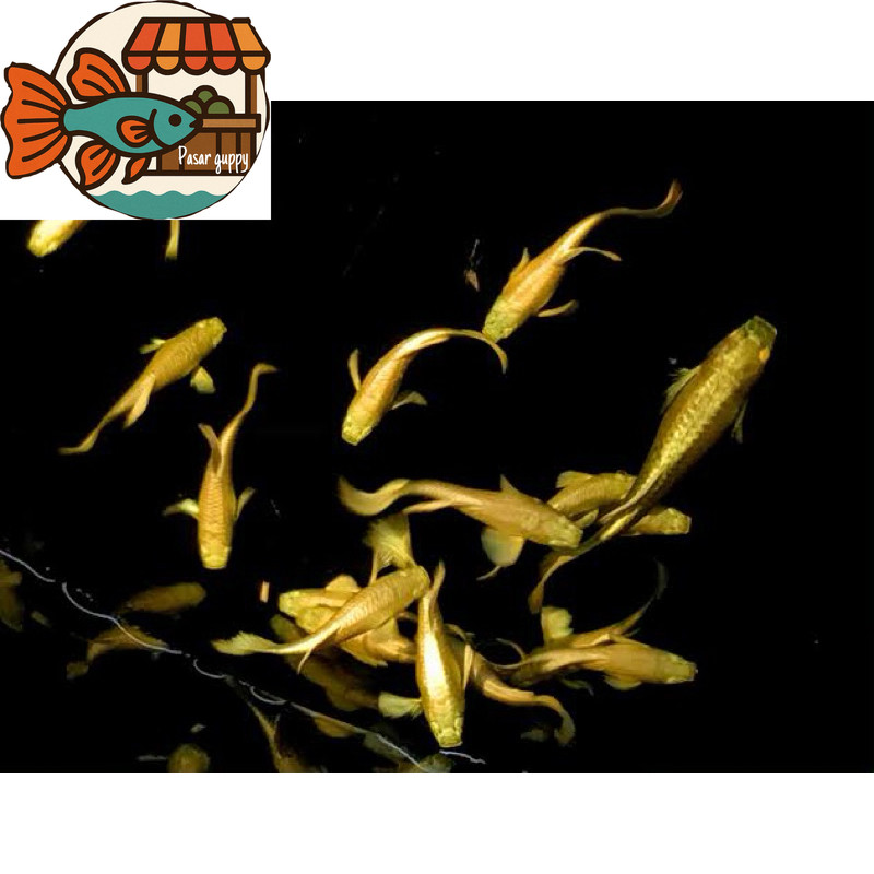 hiasan guppy gold sepasang