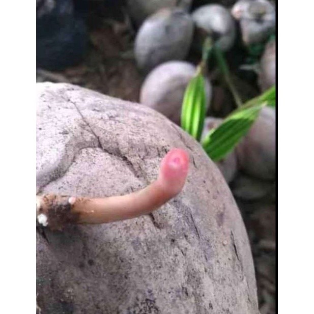 BIBIT kelapa hijau Wulung asli akar merah serabut merah