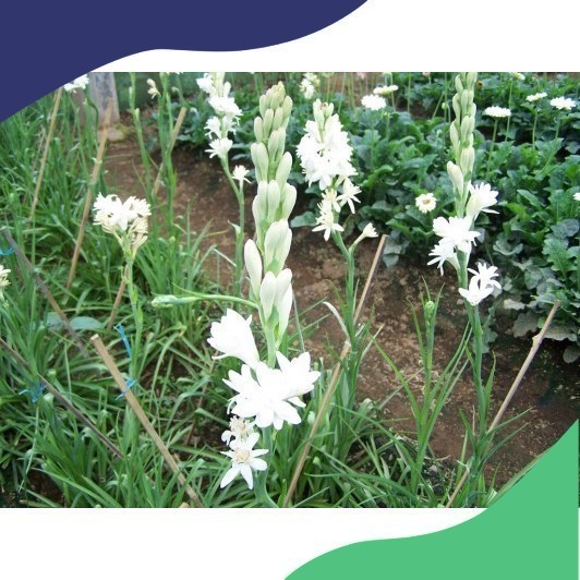 PROMO BIBIT BUNGA SEDAP MALAM (WANGI)