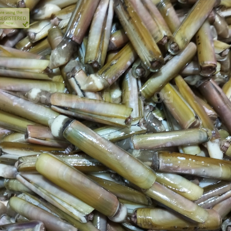 

Kerang Bambu Segar 1Kg Kerang Bambu Utuh