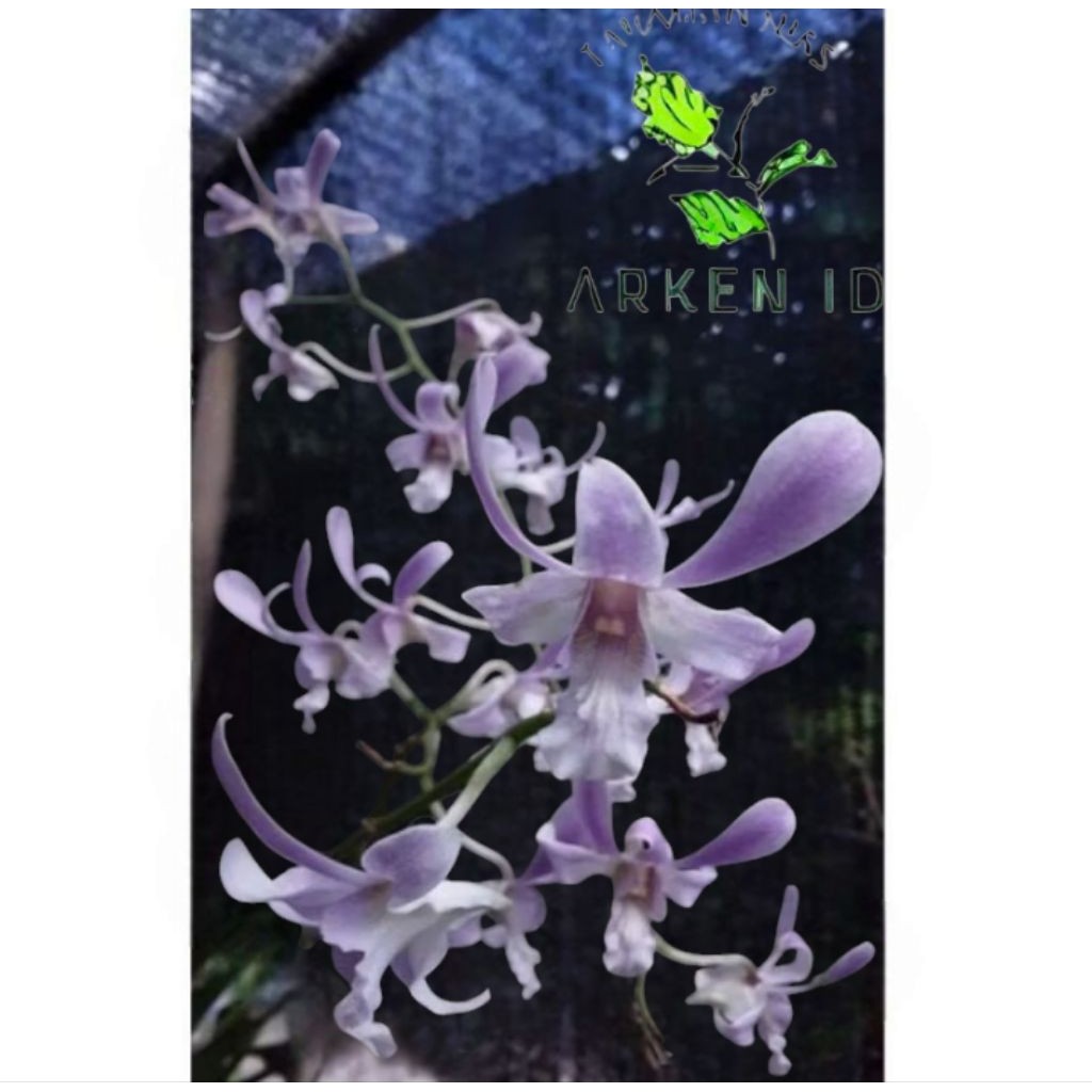 tanaman hias anggrek dendrobium  capung bali sudah dewasa