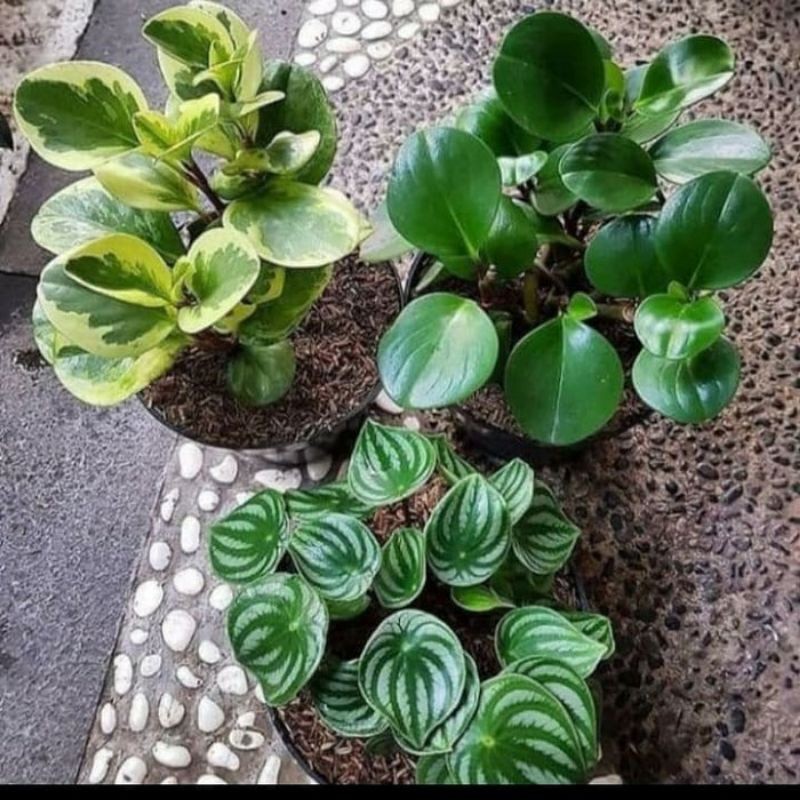 paket murah 3 tanaman peperomia tanaman watermelon tanaman jade plant varigata tanaman templan hijau