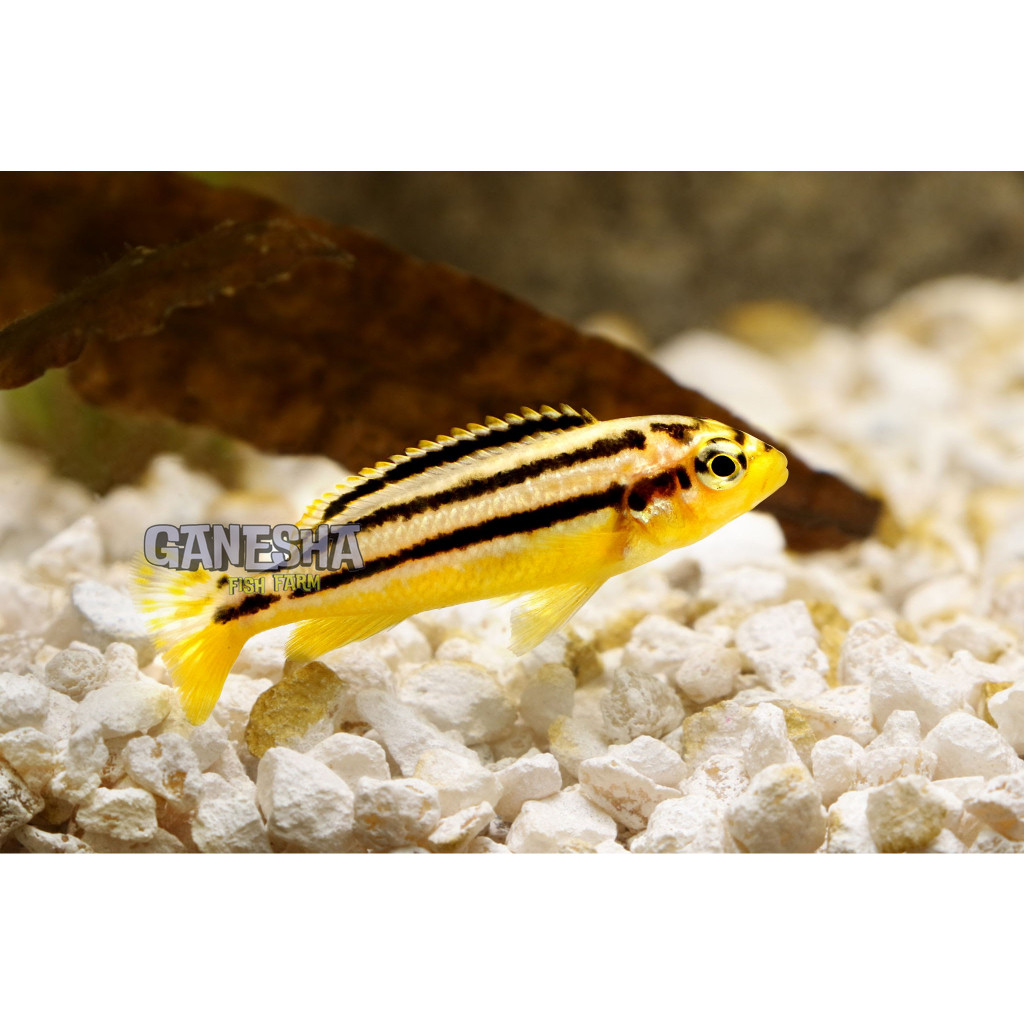 Niasa ISI 3 Cichlid Ikan Hias Aquarium