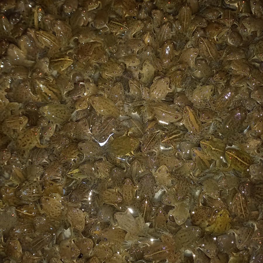 Kodok Air Hidup Pakan Ikan Arwana Predator Size 2 - 4cm Kodok Katak Air Hidup Seger Isi 100 Ekor